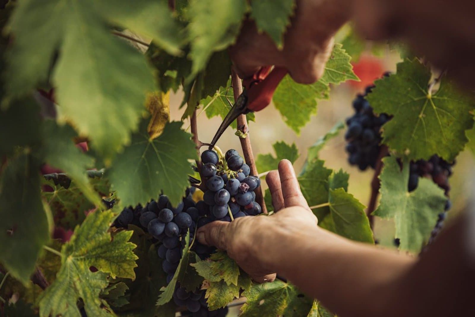 Cantine Aperte e Vigneti Aperti - immagine 1