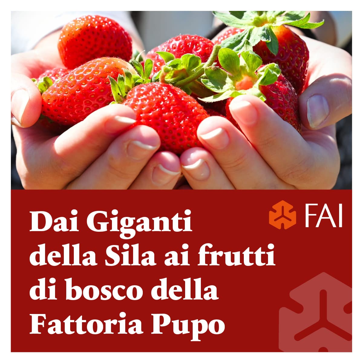 Dai Giganti della Sila ai frutti di bosco della Fattoria Pupo - immagine 1