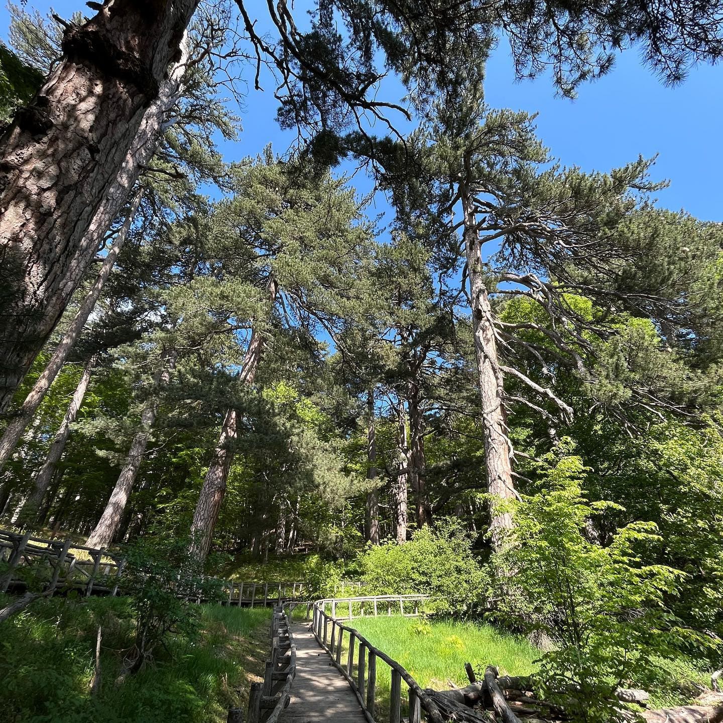 Dai Giganti della Sila al Parco della Lavanda - immagine 1