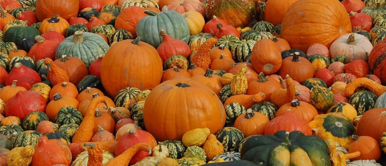 Fiera della Zucca - immagine 1
