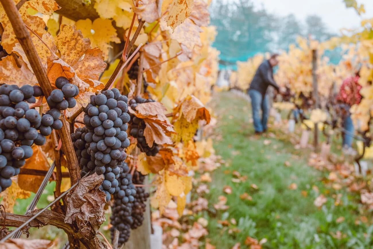 Sangiovese in Festa - immagine 1