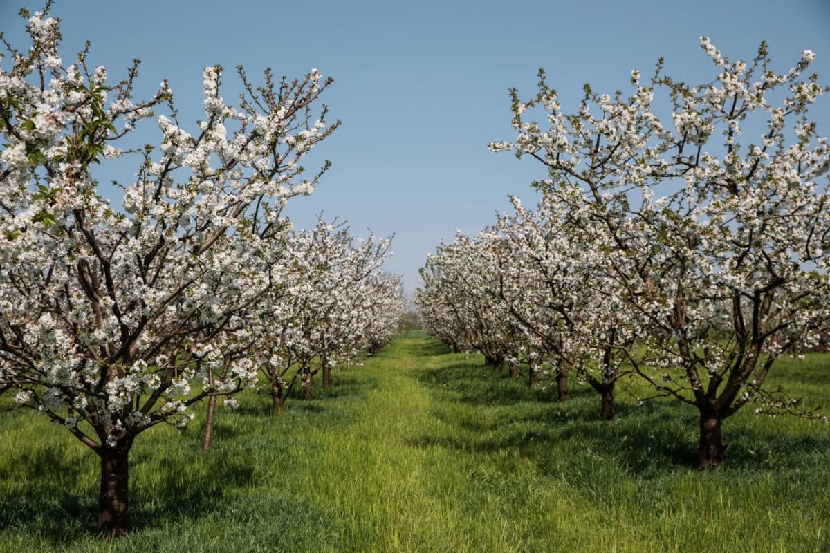 Festa dei Ciliegi in Fiore - immagine 1